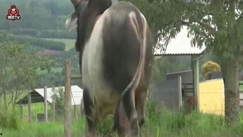 非洲牛视频
